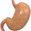 File:C Stomach.png