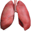 File:C Lungs.png