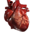 File:C Heart.png